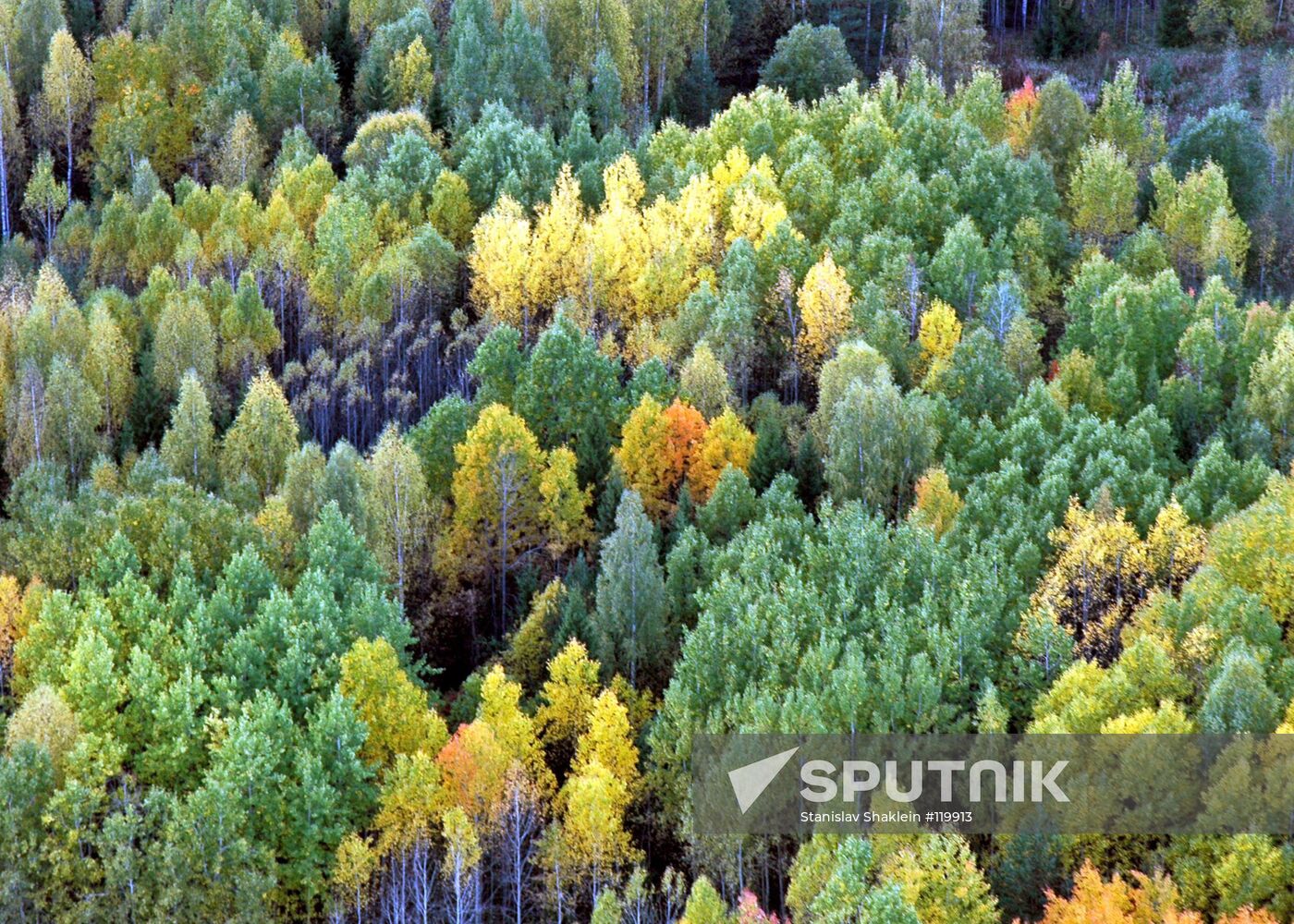 AUTUMN FOREST NATURE