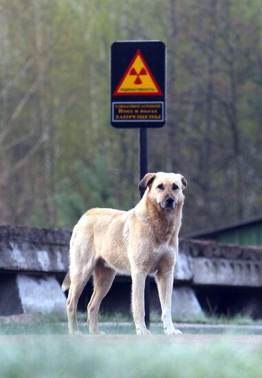 Zone around Chernobyl nuclear power plant
