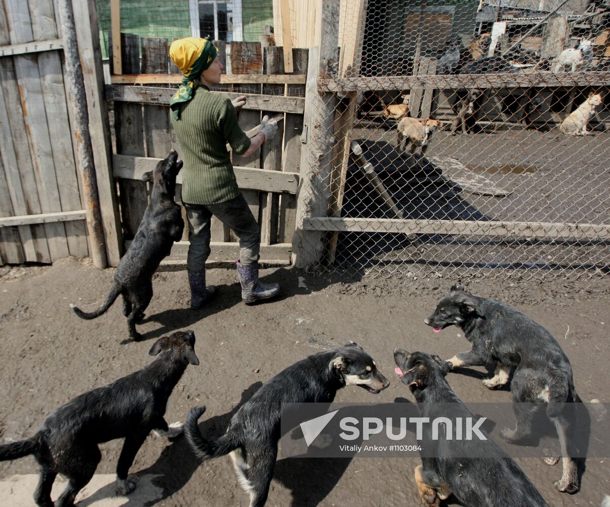 Shelter for homeless animals in Kiparisovo, Primorye