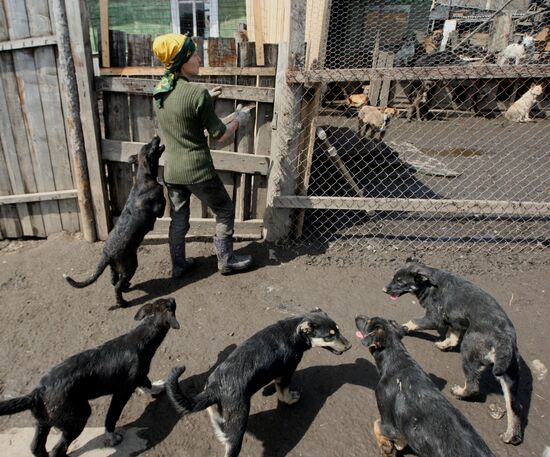 Shelter for homeless animals in Kiparisovo, Primorye