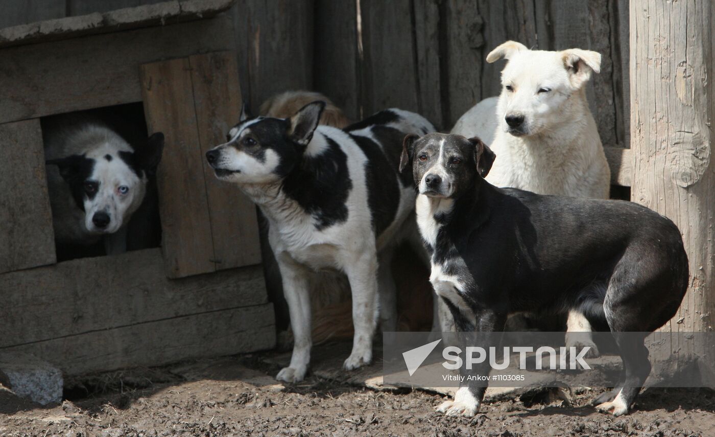 Shelter for homeless animals in Kiparisovo, Primorye