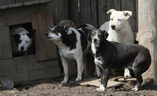 Shelter for homeless animals in Kiparisovo, Primorye