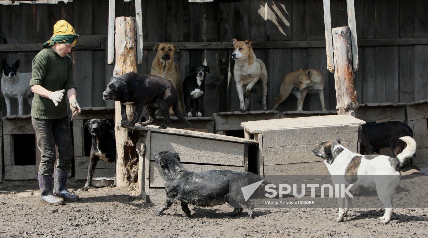 Shelter for homeless animals in Kiparisovo, Primorye