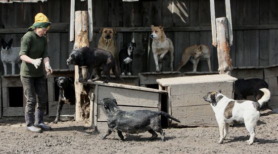 Shelter for homeless animals in Kiparisovo, Primorye