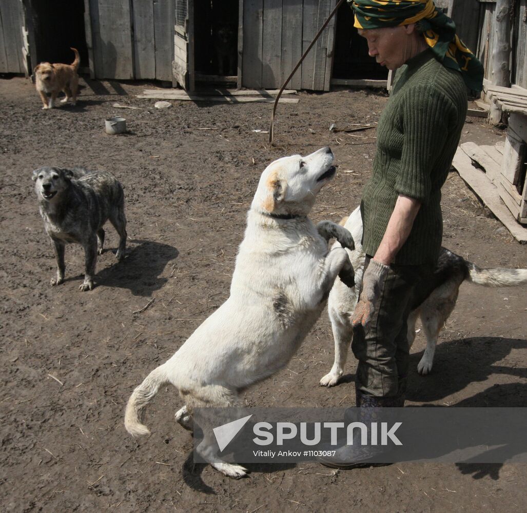 Shelter for homeless animals in Kiparisovo, Primorye