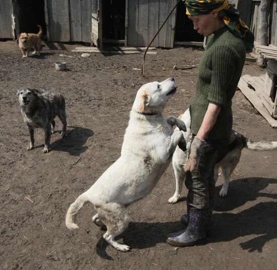 Shelter for homeless animals in Kiparisovo, Primorye