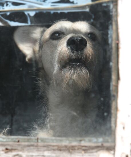 Shelter for homeless animals in Kiparisovo, Primorye