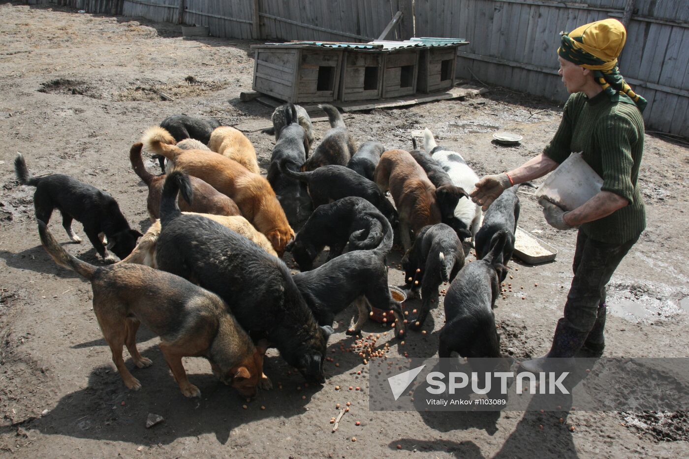 Shelter for homeless animals in Kiparisovo, Primorye