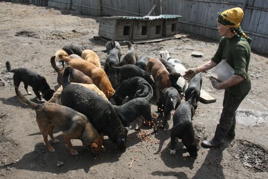 Shelter for homeless animals in Kiparisovo, Primorye