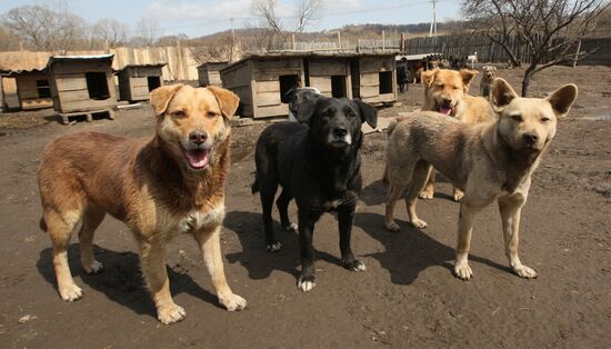 Shelter for homeless animals in Kiparisovo, Primorye