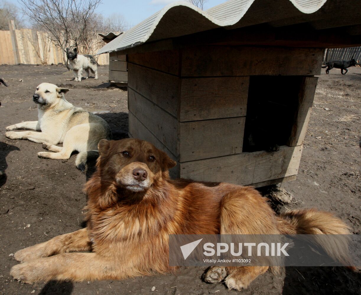 Shelter for homeless animals in Kiparisovo, Primorye