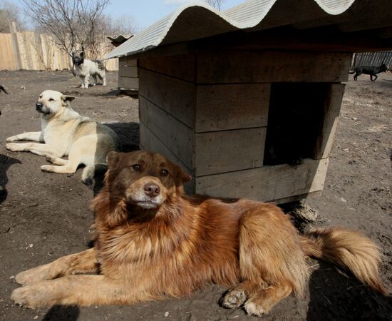 Shelter for homeless animals in Kiparisovo, Primorye