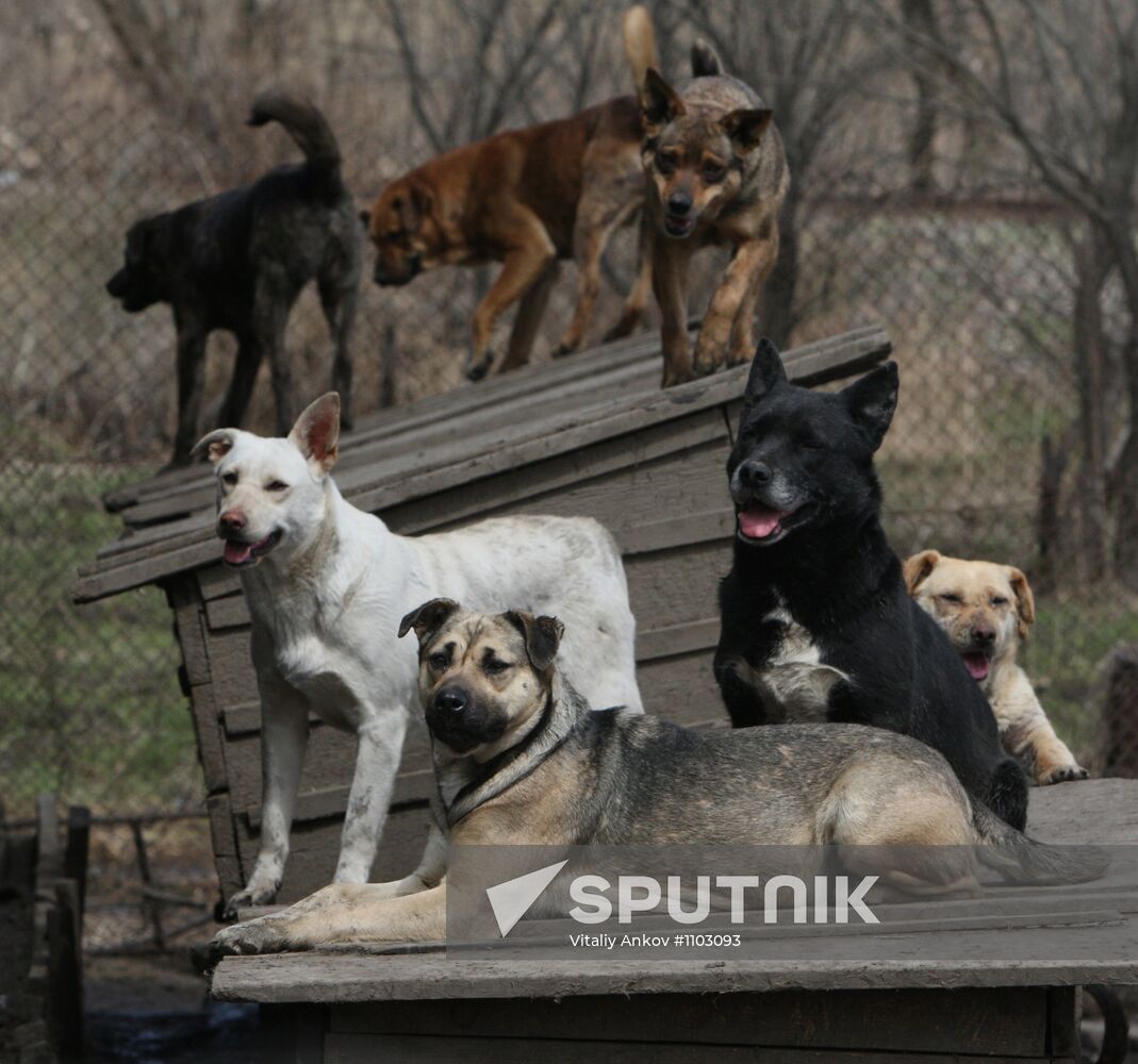 Shelter for homeless animals in Kiparisovo, Primorye