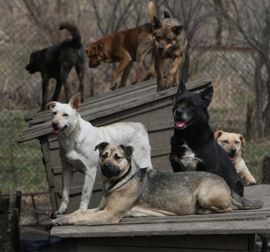 Shelter for homeless animals in Kiparisovo, Primorye