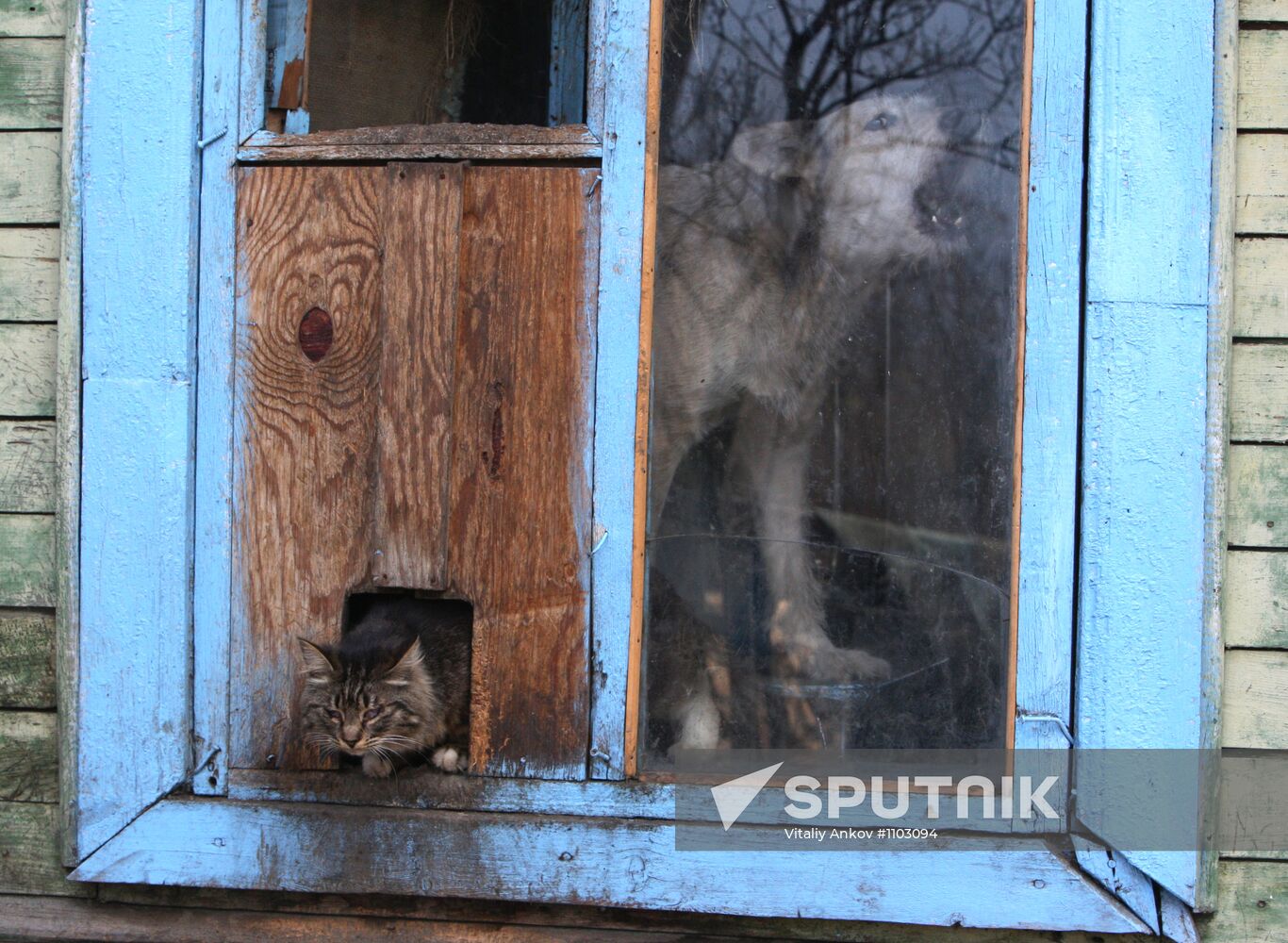 Shelter for homeless animals in Kiparisovo, Primorye