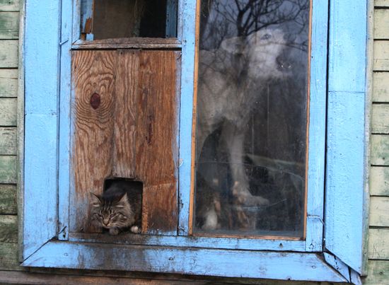 Shelter for homeless animals in Kiparisovo, Primorye