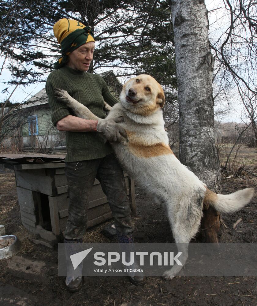 Shelter for homeless animals in Kiparisovo, Primorye