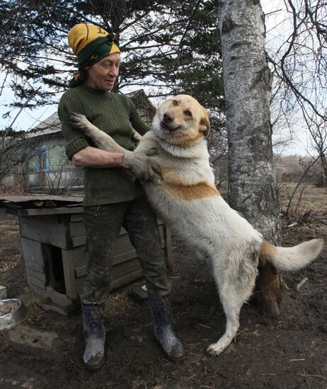 Shelter for homeless animals in Kiparisovo, Primorye