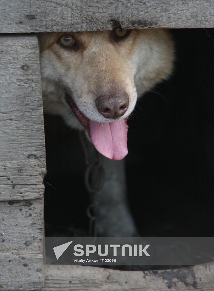 Shelter for homeless animals in Kiparisovo, Primorye