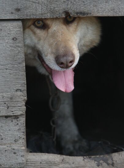 Shelter for homeless animals in Kiparisovo, Primorye