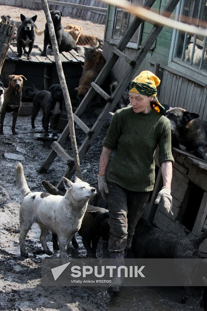 Shelter for homeless animals in Kiparisovo, Primorye