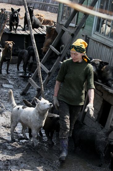 Shelter for homeless animals in Kiparisovo, Primorye