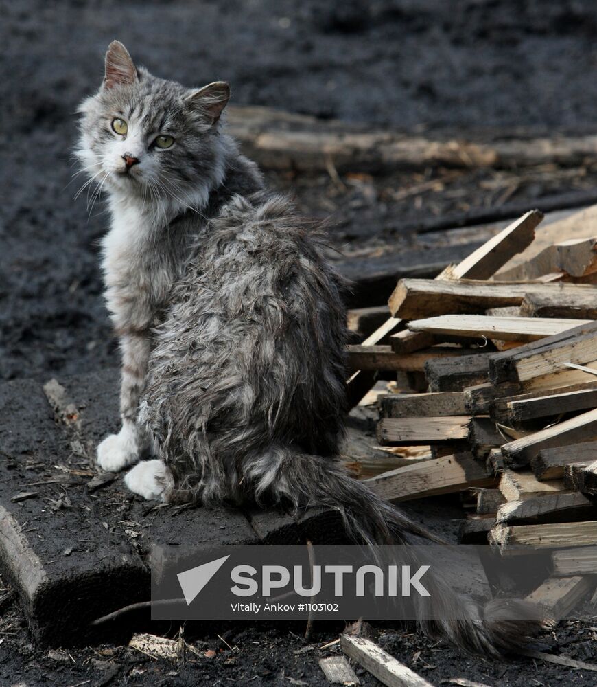 Shelter for homeless animals in Kiparisovo, Primorye
