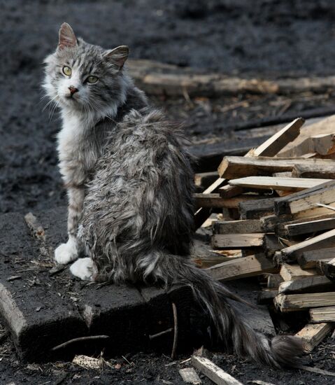 Shelter for homeless animals in Kiparisovo, Primorye