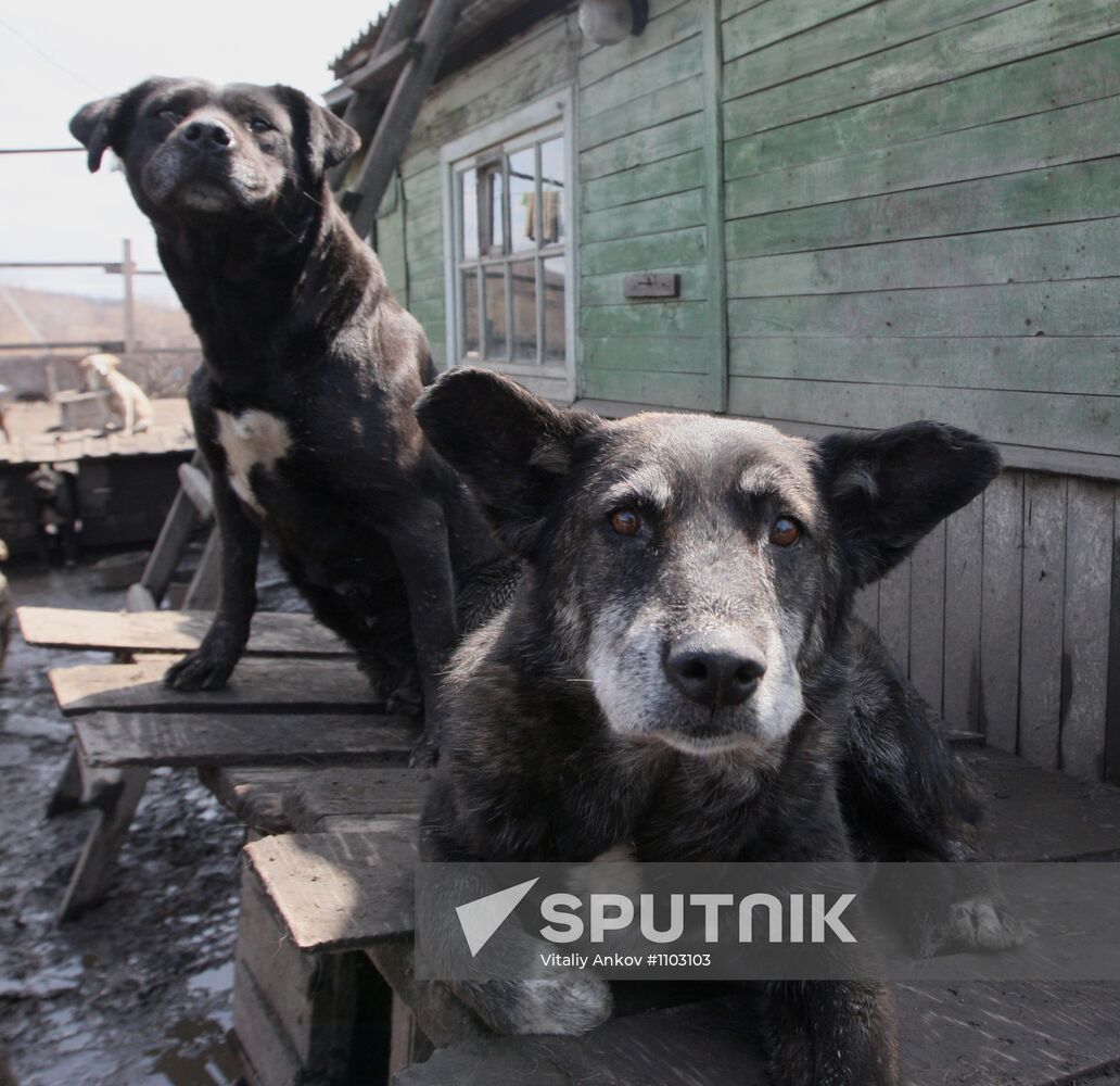 Shelter for homeless animals in Kiparisovo, Primorye