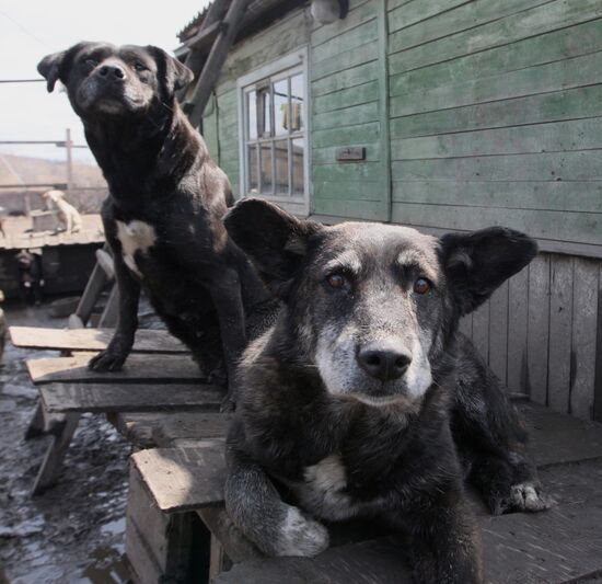 Shelter for homeless animals in Kiparisovo, Primorye