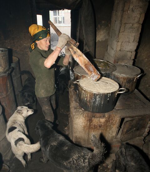 Shelter for homeless animals in Kiparisovo, Primorye