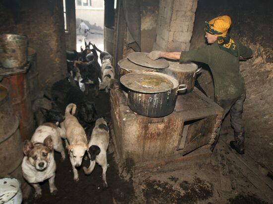 Shelter for homeless animals in Kiparisovo, Primorye