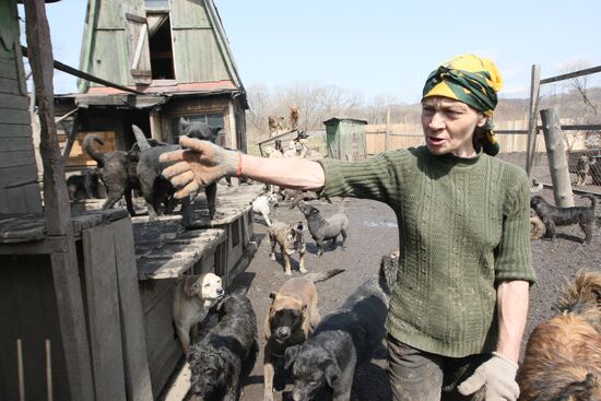 Shelter for homeless animals in Kiparisovo, Primorye