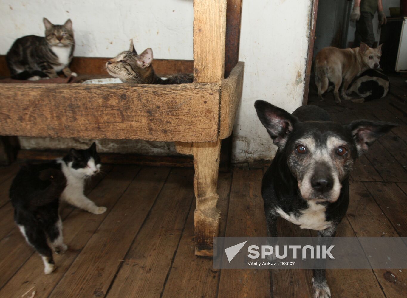 Shelter for homeless animals in Kiparisovo, Primorye