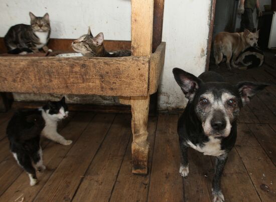 Shelter for homeless animals in Kiparisovo, Primorye