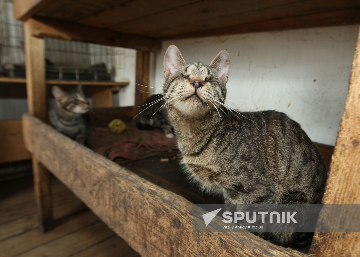 Shelter for homeless animals in the town of Kiparisovo, Primorye
