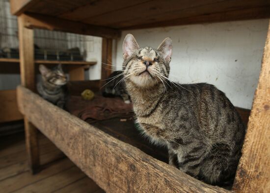 Shelter for homeless animals in the town of Kiparisovo, Primorye