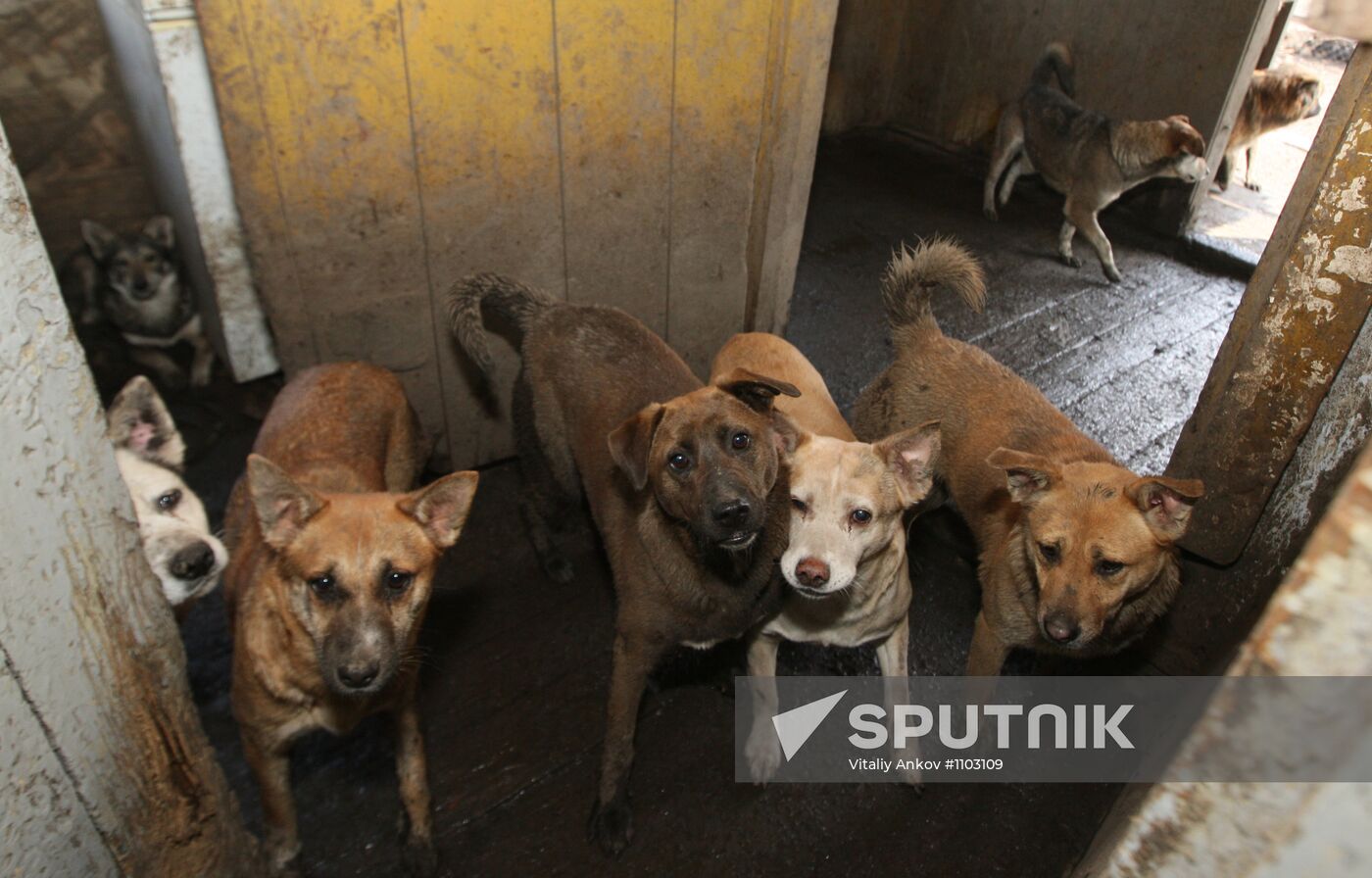 Shelter for homeless animals in Kiparisovo, Primorye