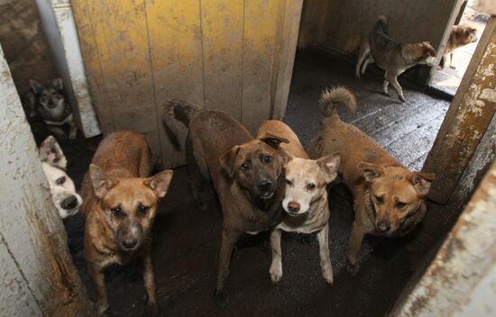 Shelter for homeless animals in Kiparisovo, Primorye