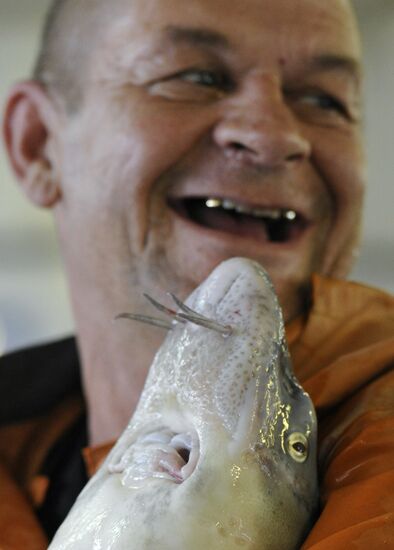 Obtaining fertilized eggs of sturgeon in "Swan" hatchery