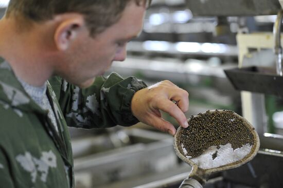 Obtaining fertilized eggs of sturgeon in "Swan" hatchery