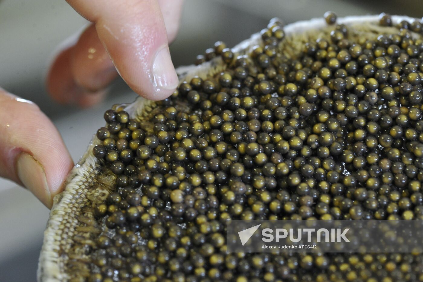 Obtaining fertilized eggs of sturgeon in "Swan" hatchery