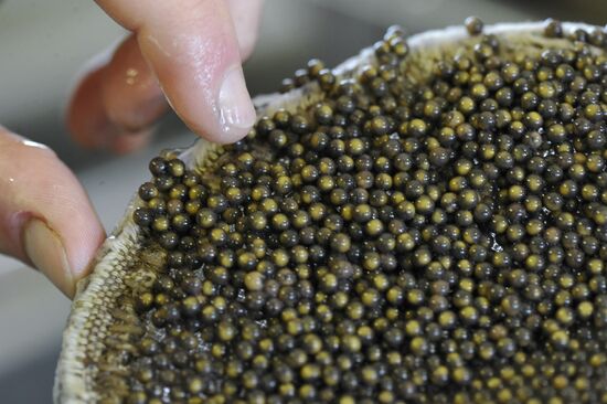 Obtaining fertilized eggs of sturgeon in "Swan" hatchery
