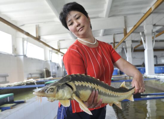 Obtaining fertilized eggs of sturgeon in "Swan" hatchery