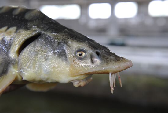 Obtaining fertilized eggs of sturgeon in "Swan" hatchery