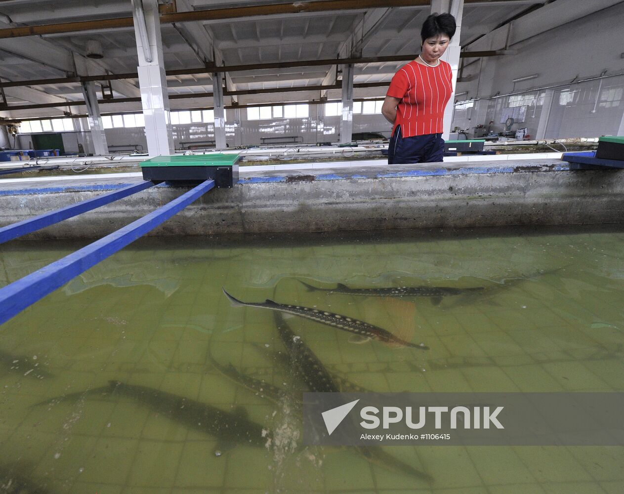 Obtaining fertilized eggs of sturgeon in "Swan" hatchery