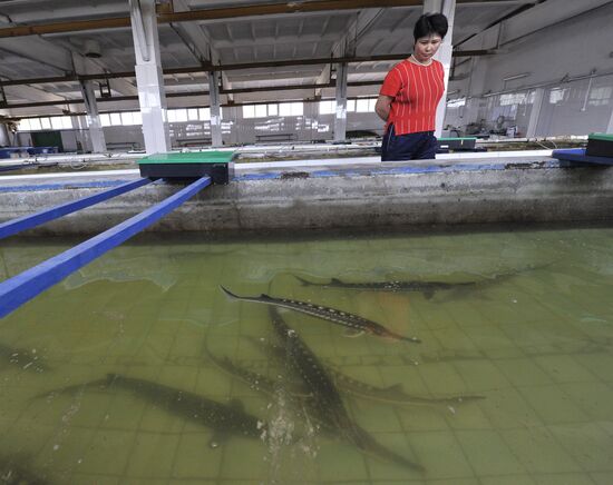 Obtaining fertilized eggs of sturgeon in "Swan" hatchery