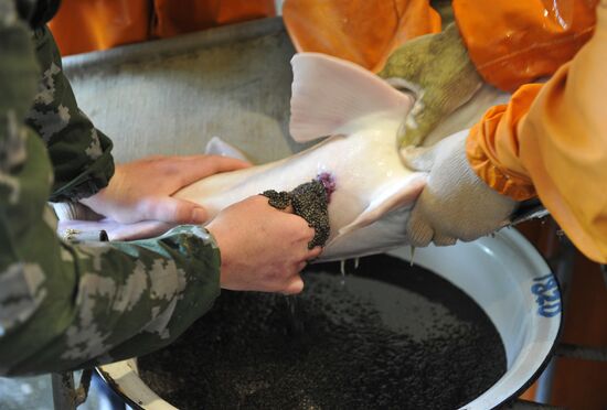 Production of impregnated sturgeon roe at fish hatchery