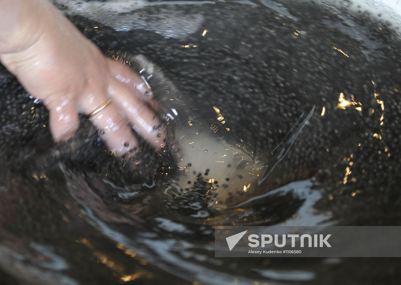 Production of impregnated sturgeon roe at fish hatchery