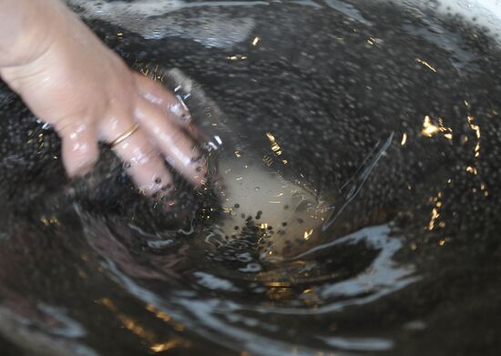 Production of impregnated sturgeon roe at fish hatchery